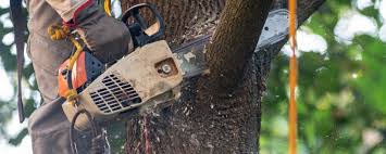 How Our Tree Care Process Works  in  North Enid, OK