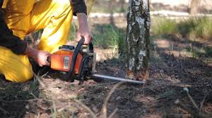 Reliable North Enid, OK  Tree Services Solutions